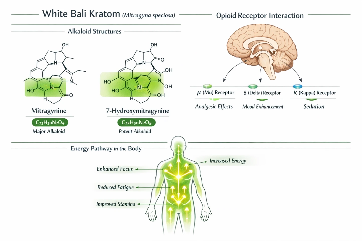 White Bali Kratom Strain Alkaloids