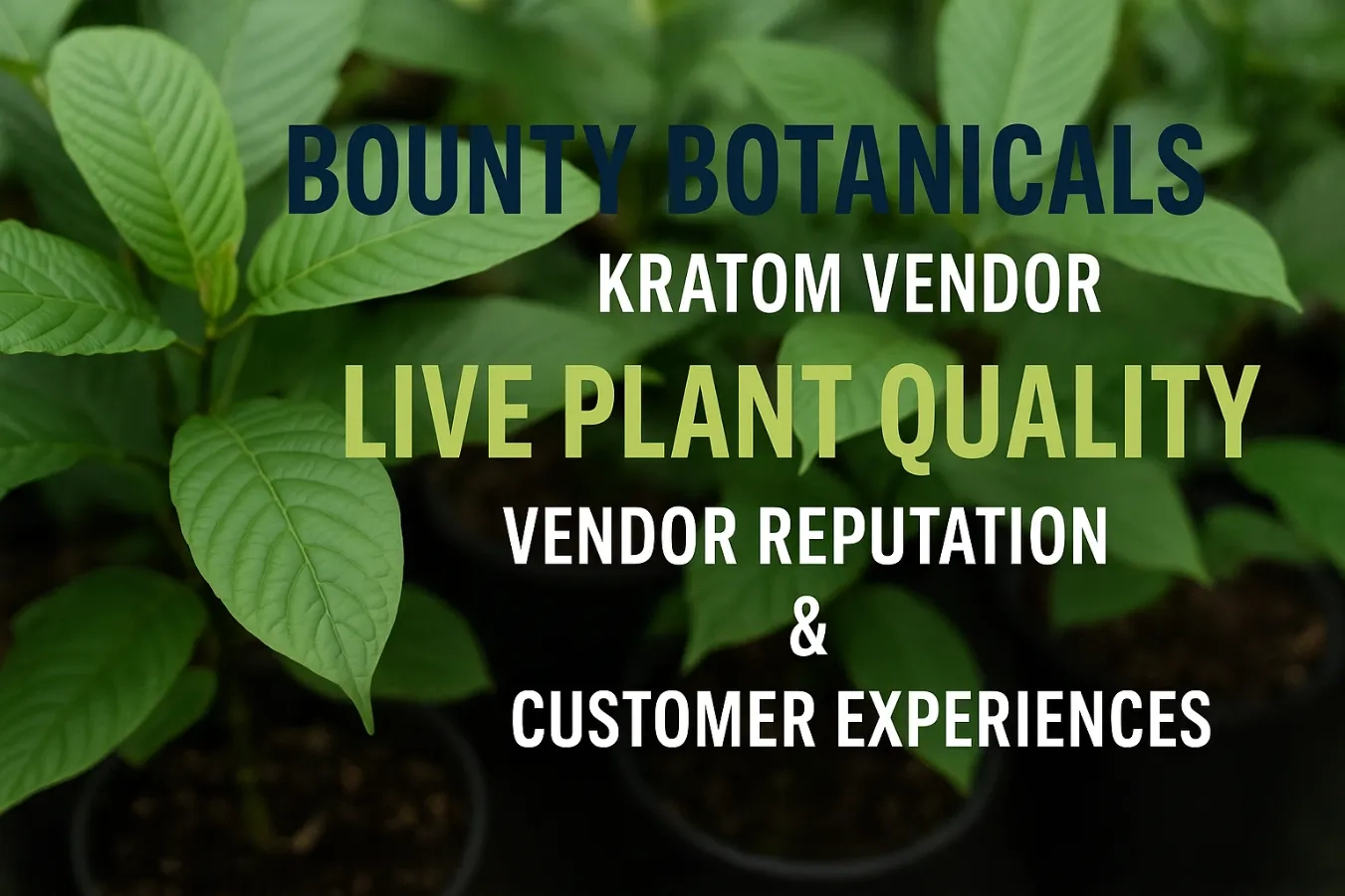 Bounty Botanicals Kratom Vendor – Vendor Reputation, Live Plant Quality & Customer Experiences1