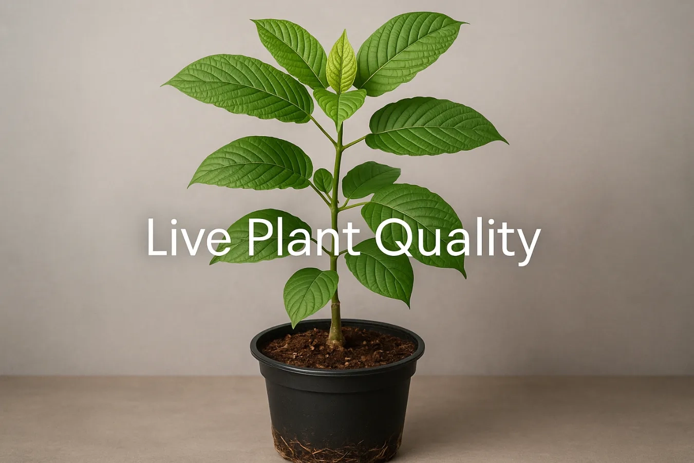 Bounty Botanicals Kratom Vendor – Vendor Reputation, Live Plant Quality & Customer Experiences