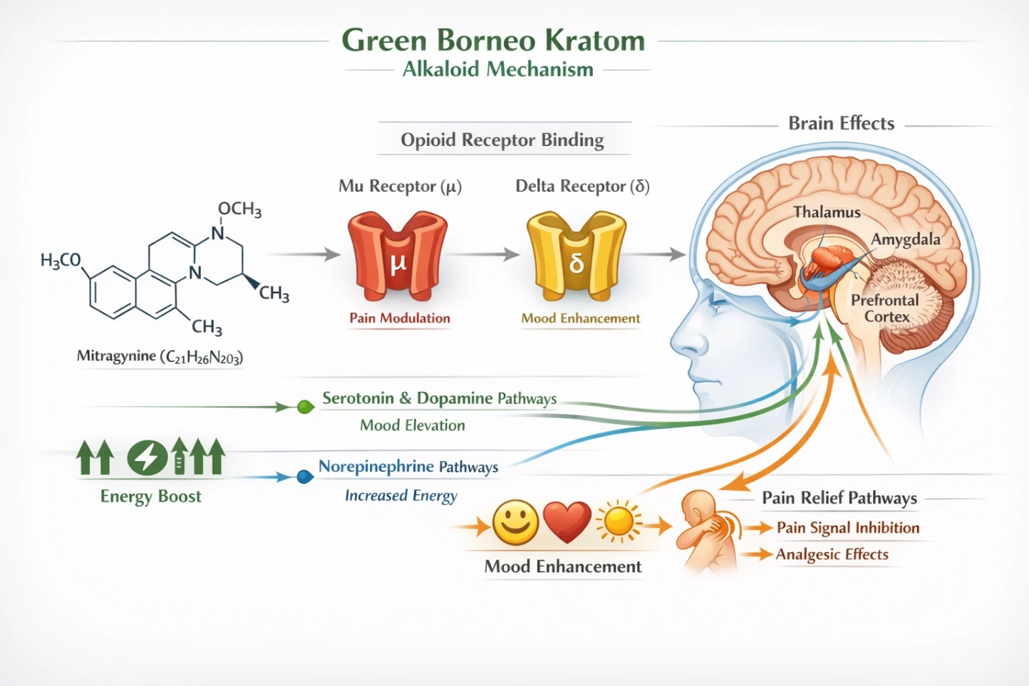 Green Borneo Kratom Alkaloid