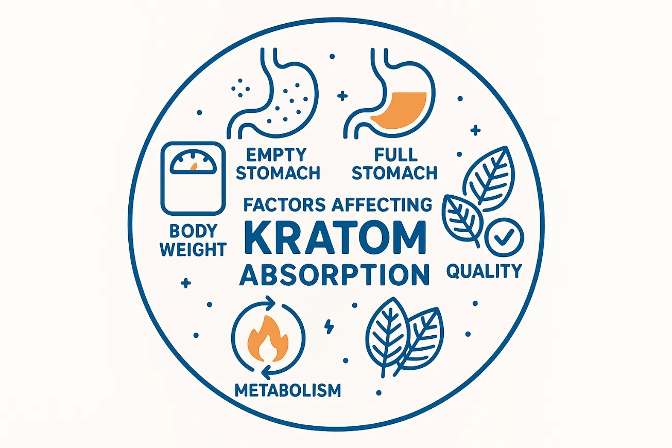 Interactive Kratom Onset Time Calculator