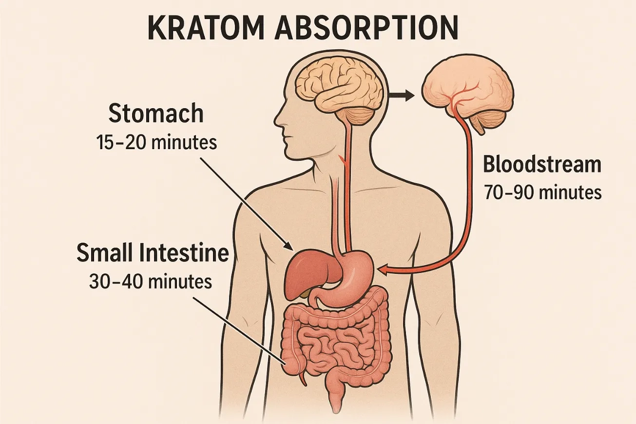 kratom absorption
