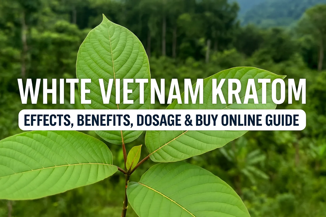 White Vietnam Kratom – Effects, Benefits, Dosage & Buy Online Guide1