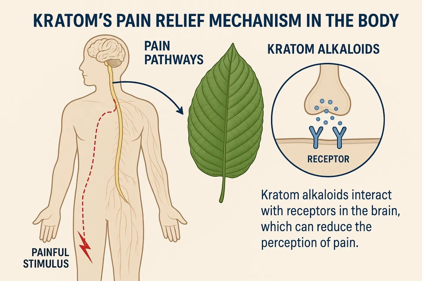 What Is the Best Kratom to Buy for Pain? T