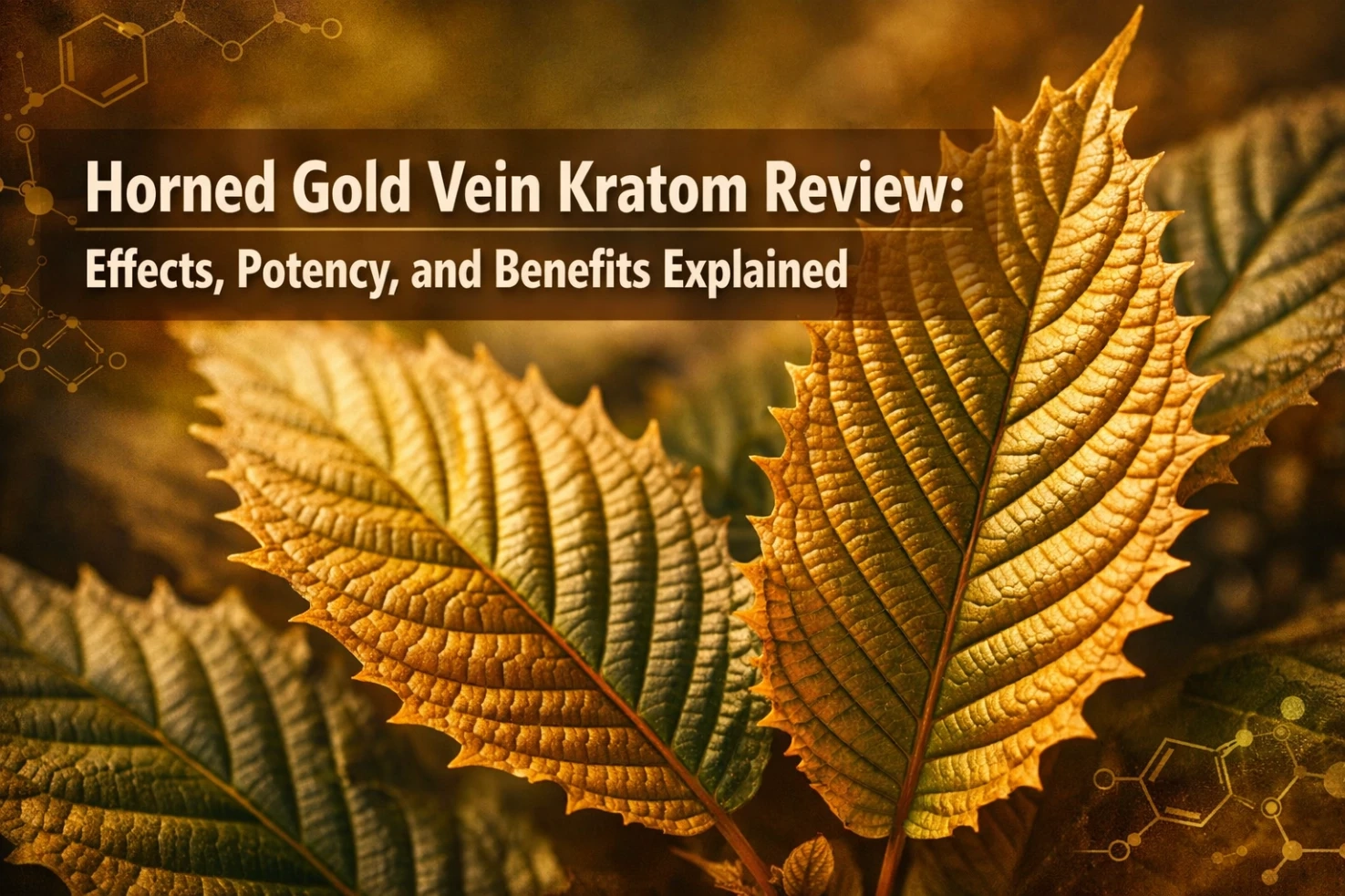 Horned Gold Vein Kratom Review Effects, Potency, and Benefits Explained