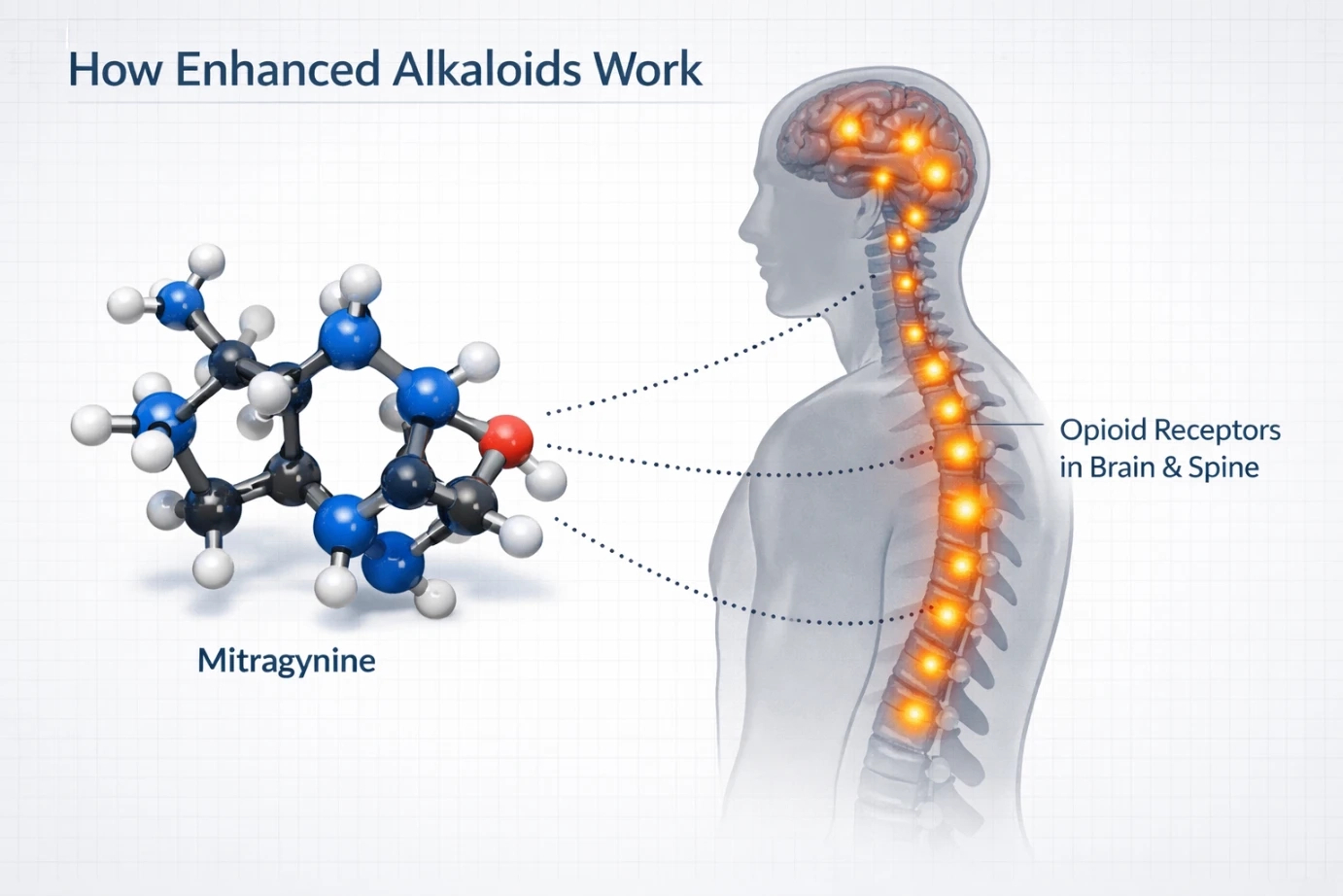 Ultra Enhanced Maeng Da Kratom Alkaloids