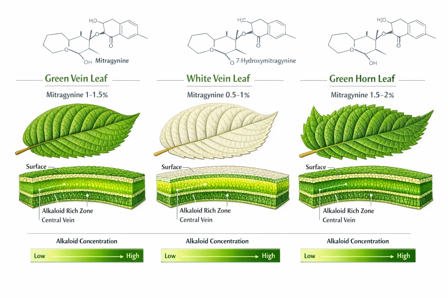 Green Horned Vein Kratom Alkaloids